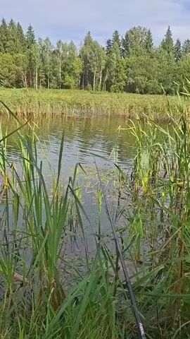 The video shows a serene natural scene of a lake or pond on a cloudy day. In the foreground, tall green reeds and other aquatic plants are abundant, with some scattered lily pads on the water's surface. A fishing rod is partially visible on the right side of the frame, suggesting fishing activity. The middle ground reveals a calm body of water reflecting the sky and surrounding vegetation. The background is dominated by a dense forest with a mix of deciduous and coniferous trees, creating a lush green backdrop. The overall impression is one of tranquility and natural beauty.