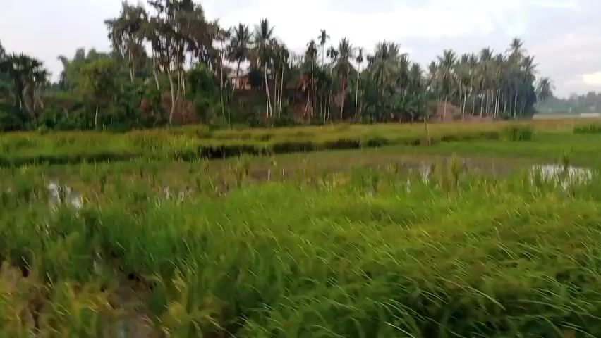 The camera pans across a rural landscape, focusing on a flooded rice paddy field in the foreground. Tall, green grasses and reeds cover much of the field, partially obscuring the standing water. Beyond the field, a cluster of palm trees rises against a cloudy, overcast sky. A narrow, paved road runs along the right edge of the frame, bordered by vegetation. A telephone pole stands along the road, and a building is visible in the distance on the right. The camera appears to be moving, giving the impression of traveling through the countryside.