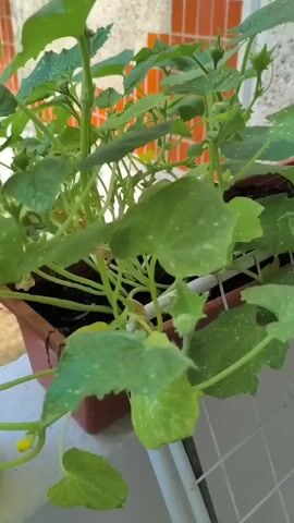 This is a close-up, handheld video of a potted cucumber plant growing on a balcony. The plant has large, green leaves with white speckles. There are small yellow flowers and developing cucumbers visible. The pot is made of brown plastic and sits on a white tiled surface, likely a balcony railing. In the background, another planter box filled with smaller green plants is visible, along with what appears to be decorative garden lights. Further back, a wall with orange tiles and a textured, light-colored surface can be seen. The overall impression is of a home garden setting, possibly in an urban or suburban environment. The lighting suggests it is daytime, and the presence of dew or water droplets on the leaves might indicate recent watering or morning dew. There is no text visible in the video. The camera is slightly shaky, suggesting casual filming. The focus is on the plant, highlighting its growth and potential harvest. The scene evokes a sense of nature thriving in a confined space.