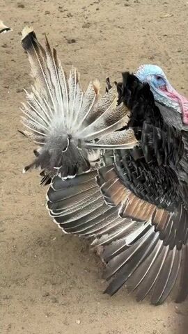 A turkey is displaying its feathers. It is standing on brown dirt and several other turkeys are in the background.  The turkey has black, brown, and white feathers, and a blue head.