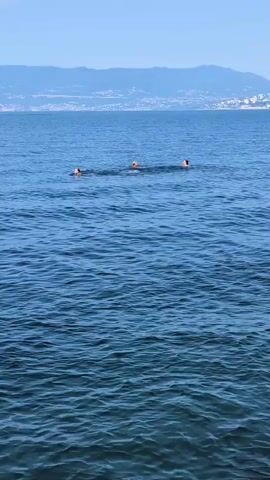 Three people are swimming in a wide expanse of blue water. They are spread out, with one person swimming ahead and two following behind. The water is calm, with gentle ripples. In the distance, a hazy coastline with hills and buildings is visible under a clear blue sky. The scene is serene and appears to be a pleasant day for swimming.
