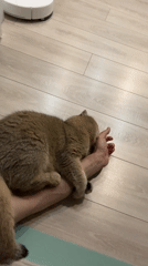 Golden cat enjoys quiet evening at Moscow home