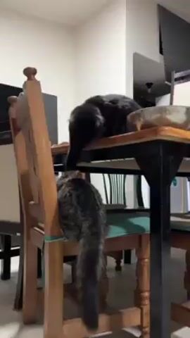 Two cats are in a room with light-colored walls. One cat is black and standing on a table with black legs and a wooden top, next to a metal bowl. The other cat is grey and black striped and sitting on a wooden chair with a green cushion. The chair is next to the table. The striped cat is looking up at the black cat on the table.