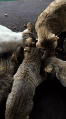 Cats sharing a food bowl on a porch in General Luna
