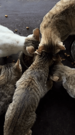 Cats sharing a food bowl on a porch in General Luna