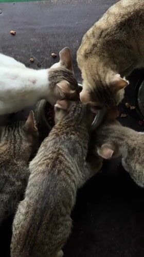 Cats sharing a food bowl on a porch in General Luna