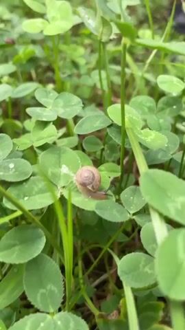 A snail with a brown shell is crawling on a green clover leaf. The snail is moving from left to right across the leaf. The leaf is part of a cluster of clover plants, and the background is filled with more green leaves and blades of grass. The lighting is natural, suggesting it is daytime. There are no people or other animals visible in the frame. The video appears to be a close-up shot focused on the snail and its immediate surroundings.