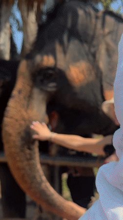 Woman pets elephant at Thai tourist location
