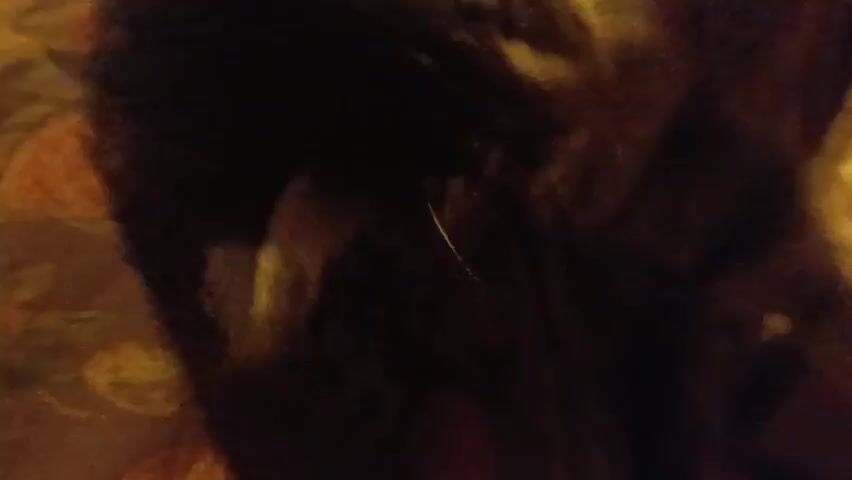 A close-up, low-light video shows a tabby cat with light brown and dark brown fur. The cat's left eye is visible, with a dark pupil and a yellow iris. The cat's whiskers are also visible, appearing long and white. The background is dark and out of focus, with some blurry yellow and brown shapes that suggest the cat may be indoors or in an enclosure. The cat's head is tilted slightly to the right, and it appears to be looking towards the viewer. The video is grainy and appears to be shot with a phone camera.