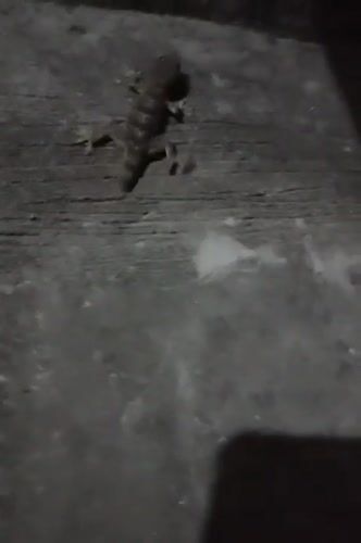 Street life captured in Dhaka: gecko sighting, vendor serving drinks