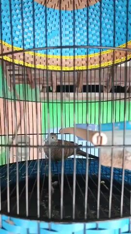 A zebra dove sits inside a birdcage. The cage has a blue and yellow woven plastic top and black metal bars. The dove is facing left, with its body angled away from the camera. It has brown and white striped plumage. There is a wooden perch inside the cage, and a blue plastic food or water dish attached to the side. The background appears to be a green wall.