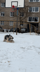 Dogs play in snow in Izhevsk residential courtyard
