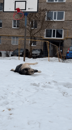 Dogs play in snow in Izhevsk residential courtyard