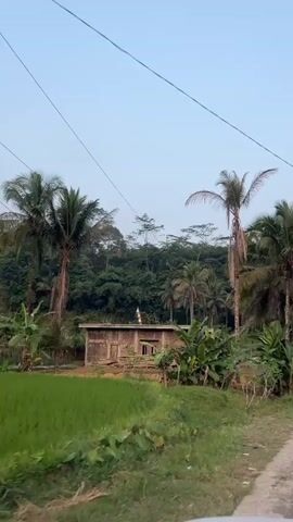 A video captures a view of a rural landscape with palm trees, banana plants, and a small building. A dirt road is visible, and the sky is overcast. The video appears to be filmed from a moving vehicle.