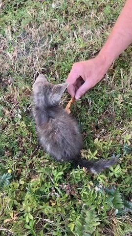 A person's hand is holding a small piece of food, possibly bread, up to a small, grey kitten. The kitten is sitting on the ground, surrounded by grass and green plants, and appears to be sniffing or nibbling at the food. The hand then gently strokes the kitten's head and back. The scene is outdoors, in daylight.