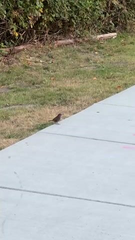 A small brown bird stands on a concrete sidewalk next to a grassy area. The bird faces left and appears to be looking down. The sidewalk is light gray and has lines dividing sections. Behind the grass is a dense line of green and brown foliage. Sunlight illuminates the scene.