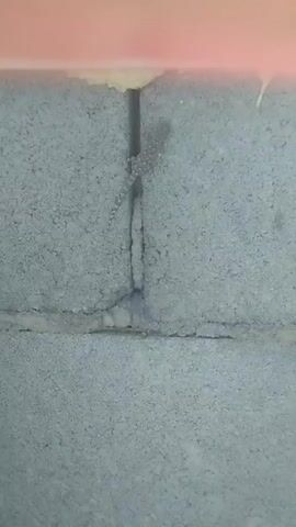 A lizard is seen on a concrete wall. The lizard is gray and has a patterned body. It appears to be climbing the wall. The wall has a crack running vertically and horizontally. There is some insulation visible at the top of the wall.