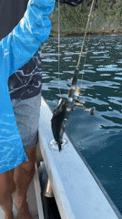 Fresh catch hauled in off Flying Fish Cove, Christmas Island