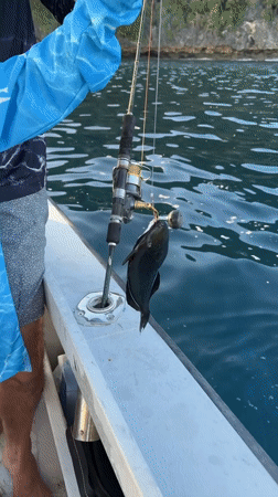 Fresh catch hauled in off Flying Fish Cove, Christmas Island