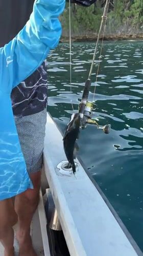 Fresh catch hauled in off Flying Fish Cove, Christmas Island