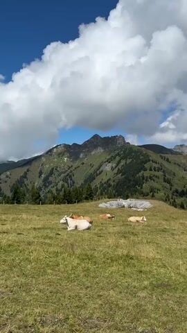 A video captures a serene mountain landscape under a blue sky dotted with fluffy white clouds. In the foreground, a lush green meadow slopes gently downwards. Several cows are peacefully resting in the field; some are lying down, while others appear to be standing or grazing. The middle ground features a treeline and a rocky outcrop, beyond which the verdant slopes of a large mountain rise. The mountain is covered in dense green trees and vegetation, with rugged peaks reaching towards the sky. The overall impression is one of tranquility and natural beauty.