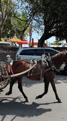 Horse-drawn carriage spotted on Kuta street Thursday morning