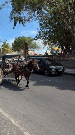 Horse-drawn carriage spotted on Kuta street Thursday morning
