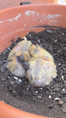 Baby birds spotted nesting in plant pot in Rubí