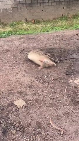 A pig lies on its side in a muddy area. The pig is light brown and appears to be deceased or severely injured. A rope is attached to the pig, suggesting it may have been tethered or dragged. The ground is mostly dirt and mud, with some puddles of water. In the background, there is a low brick wall and some dry grass. A chicken is visible in the distance, near the wall. The lighting suggests it is daytime.