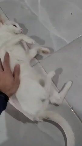 A high-angle, indoor shot shows a person's hand interacting with a white cat lying on a tiled floor. The cat is mostly white with some darker markings and has pale eyes. The person is gently touching and petting the cat’s underside, and the cat appears relaxed, lying on its back and looking towards the hand. The floor is light-colored tile with visible grout lines. A wristwatch is visible on the person's wrist. The scene is well-lit.