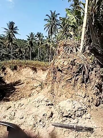 The video shows a scene in a tropical area. There are many palm trees and other lush greenery. A small stream runs through the landscape. The foreground is dominated by brown, clumpy soil, likely the result of recent erosion or landscaping. The sky is clear and blue. The video seems to be taken from a moving vehicle, as a side mirror is visible in the corner of the screen.