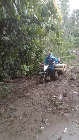 The video shows a person on a motorbike attempting to traverse a muddy path in a wooded area. The motorbike is carrying a load of cut logs. The rider is wearing a blue jacket and a cap, and appears to be struggling to maneuver the vehicle through the thick mud. A second person helps the rider push the motorbike. The surrounding environment consists of dense foliage and trees. The ground is covered in mud and some debris, suggesting a wet or recently flooded condition.