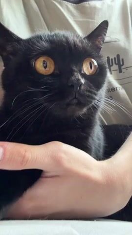 The video begins with a close-up of a black cat's face. The cat has large, striking golden eyes and is looking directly at the camera. Its ears are perked up, and its whiskers are visible. The cat is being held by a person, whose hands are supporting the cat. The person is wearing a light-colored t-shirt with a graphic design on it, which appears to be a cartoonish dinosaur and some text. The background is slightly blurred but suggests an indoor setting. The cat then moves its head slightly, and its face blurs as it turns away from the camera. The video ends with a view of the cat's back as it is being held.