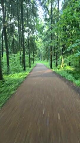A first-person perspective video shows a path winding through a green forest. Tall trees line the path, with lush foliage on both sides. The path is made of dirt or gravel and is mostly brown in color. Light flickers through the trees, creating shadows on the path. The camera moves forward, giving the impression of traveling down the path. The overall atmosphere is peaceful and serene.
