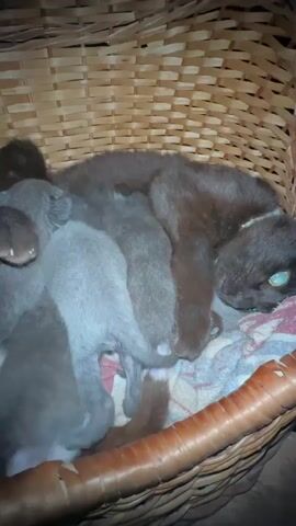 A mother cat with dark brown fur lies on her side in a woven basket, nestled amongst a litter of several grey kittens. The kittens are all very young and appear to be nursing. The mother cat's eyes are partially closed, and she has a white collar around her neck. The basket is lined with a patterned blanket. The overall impression is one of warmth and comfort.