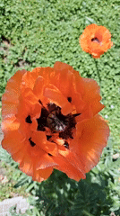 Morning backyard scenes: playful dog, chickens, cats, blooming flowers