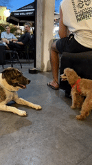 Two dogs interact on outdoor patio in North Kuta