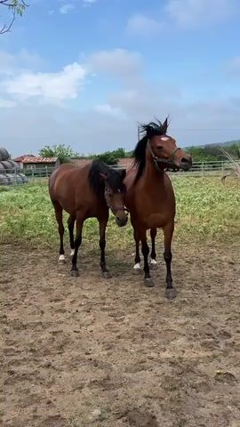 Two brown horses with dark manes and tails walk towards the camera on a dirt ground. The horse on the right wears a green halter, and the one on the left wears a blue halter. As they move, the horse on the right briefly lowers its head. A third white horse is partially visible in the background on the right. The setting is an outdoor paddock with green grass and fencing in the background, under a blue sky with white clouds. Some structures are visible in the distance to the left. The scene takes place during the day in Ivan Vazovo, Bulgaria.