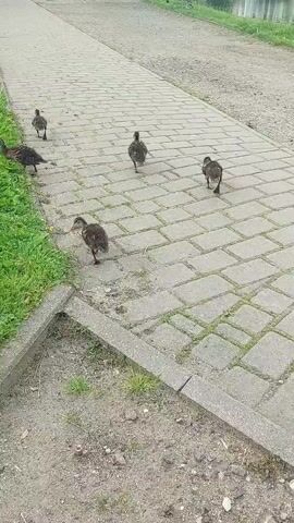 A group of ducklings and an adult duck are walking along a paved pathway next to a grassy area and a lake. The lake has buildings and trees reflected on its surface, and a fountain is visible. The sky is cloudy.