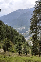 Early morning forest documentation captured around Manali, India