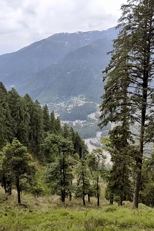 Early morning forest documentation captured around Manali, India