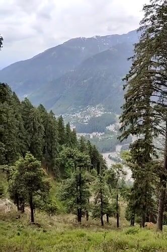 Early morning forest documentation captured around Manali, India