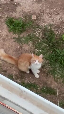 A medium shot shows a ginger and white cat sitting on dirt and grass. The cat is looking directly at the camera with its ears perked forward. The cat's tail is bushy and curled to its left. The background is out of focus and appears to be a yard or garden area. There is a white structure in the foreground.