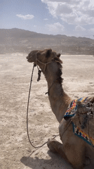 Decorated camels spotted resting across Quetta City locations