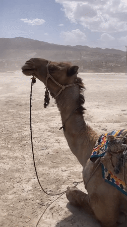 Decorated camels spotted resting across Quetta City locations
