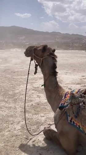 Decorated camels spotted resting across Quetta City locations