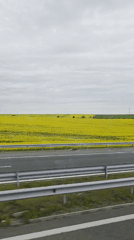 Yellow rapeseed field viewed from highway near Zheleznik, Bulgaria
