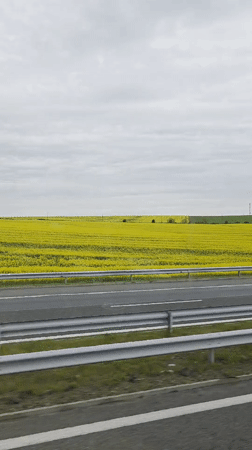 Yellow rapeseed field viewed from highway near Zheleznik, Bulgaria