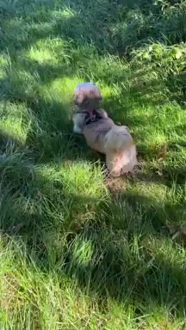 The video shows a small tan and white dog wearing a red harness walking through a grassy field on a sunny day. The field is partially shaded, and there are trees in the background. The sky is blue. The dog is walking away from the camera.