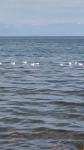 A flock of white seagulls floats on the surface of a calm, blue body of water under a light blue sky. The water has small waves and ripples. In the background, a distant shoreline with faint mountains is visible. One seagull in the foreground takes flight, its wings spread wide as it rises above the water. The other seagulls remain stationary on the water's surface.
